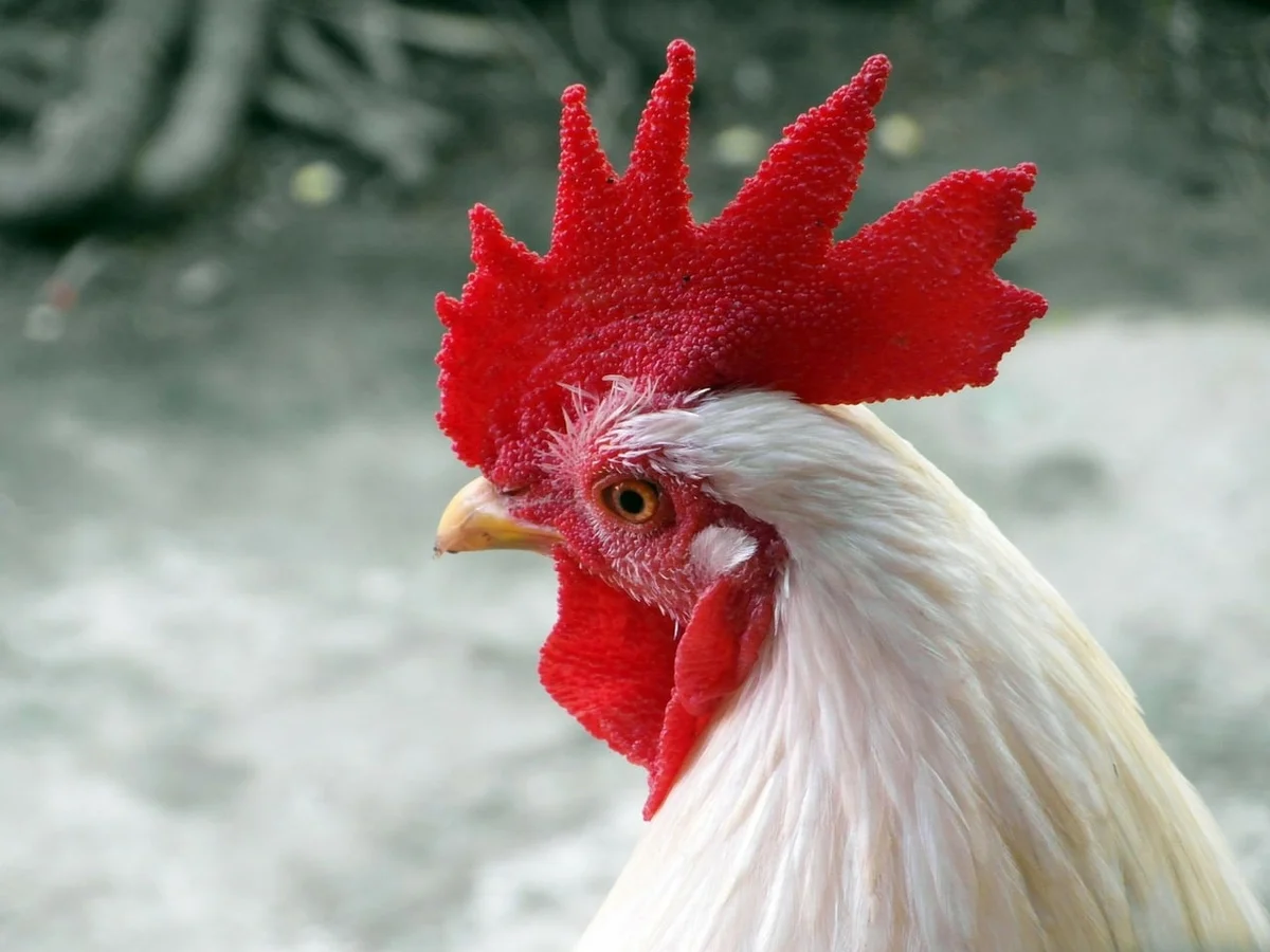 Close-up of red rooster comb showing texture detail