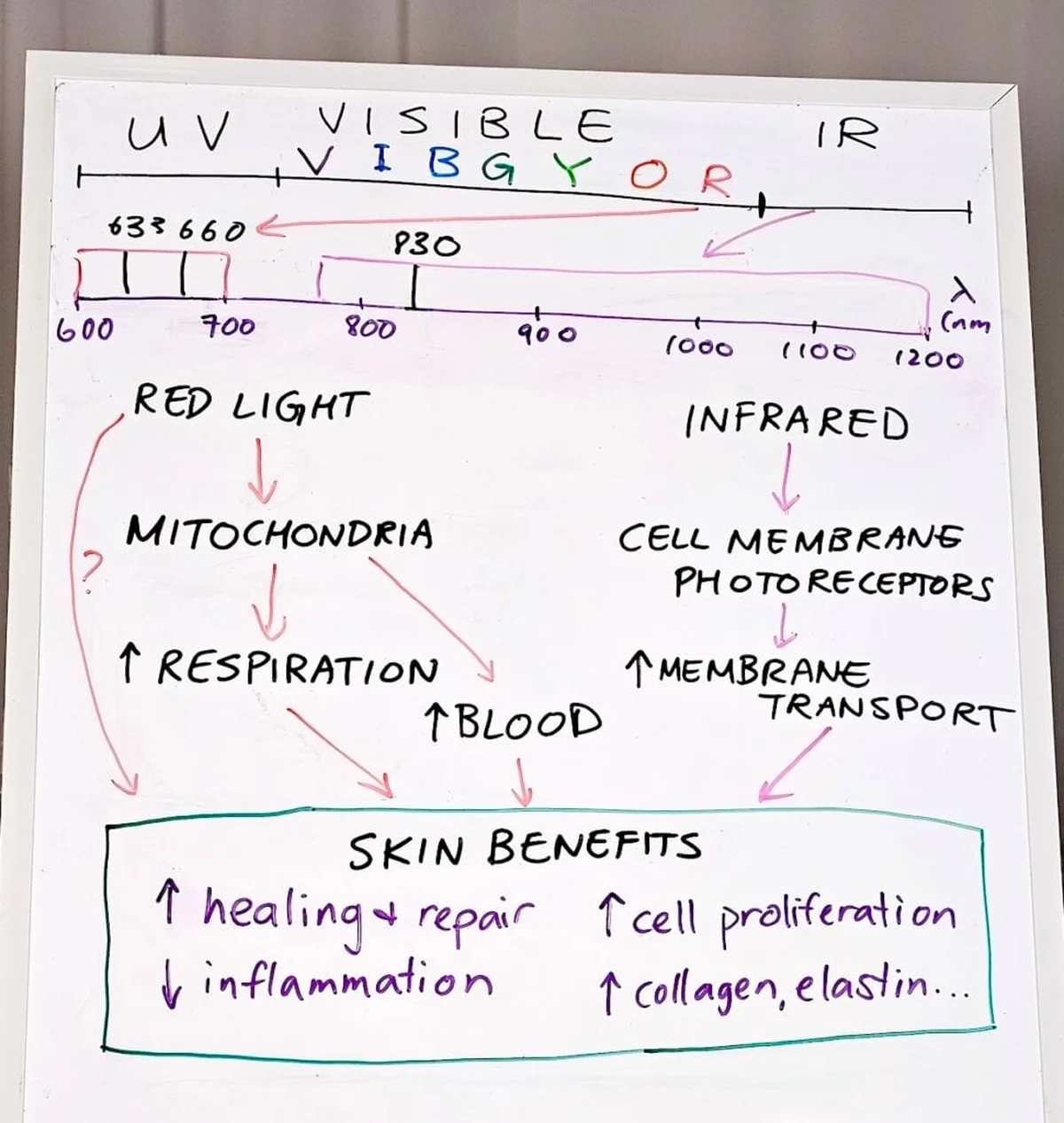 Flow chart showing how red light affects mitochondria in skin cells